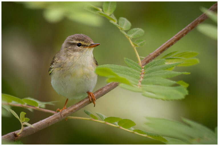 Lövsångare - Willow Warbler lövsångare inne i skogen