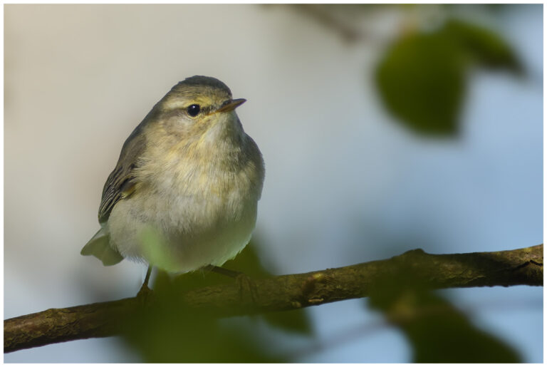 Lövsångare - Willow Warbler lövsångare på en gren i skogen