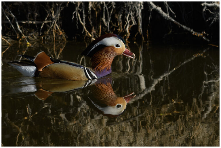Mandarinand - Mandarin Duck simmande mandarinand