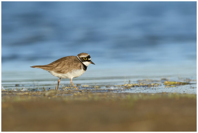 Mindre Strandpipare - Little Ringed Plover mindre strandpipare våtmark