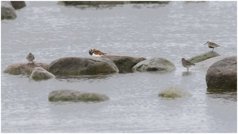 Fågelfotografering på Öland fåglar på öland