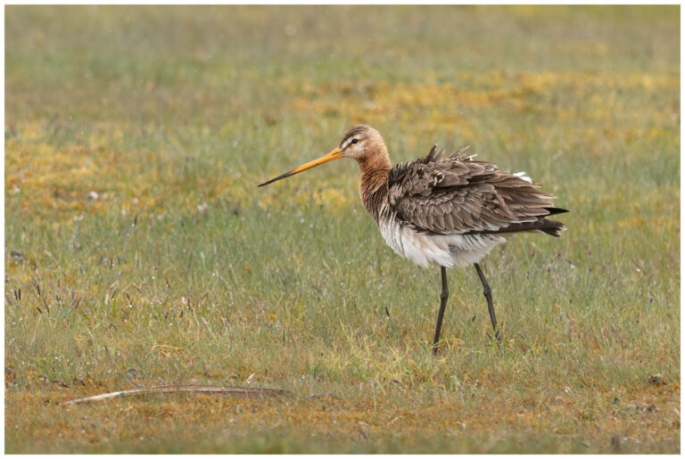 Rödspov - Black-tailed Godwit rödspov
