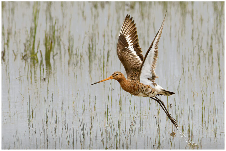 Rödspov - Black-tailed Godwit rödspov