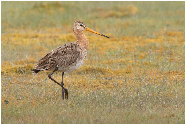 Rödspov - Black-tailed Godwit rödspov regn