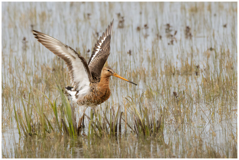 Rödspov - Black-tailed Godwit rödspov flaxar