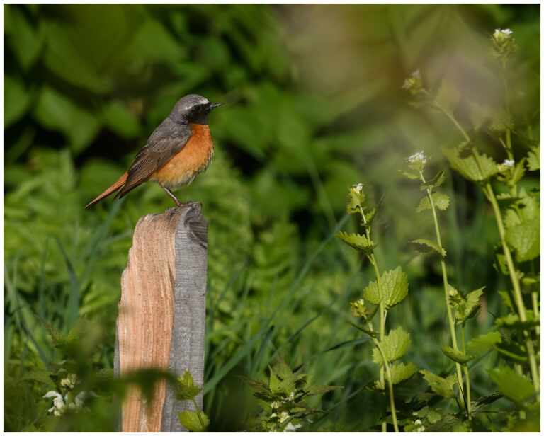 Rödstjärt - Common Redstart rödstjärt
