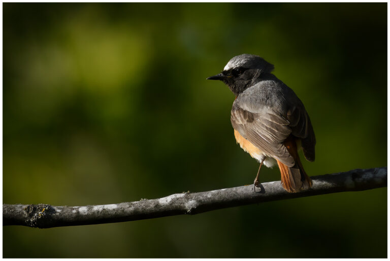 Rödstjärt - Common Redstart hanne rodstjärt