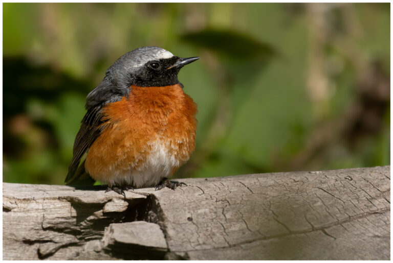 Rödstjärt - Common Redstart rödstjärt en hane