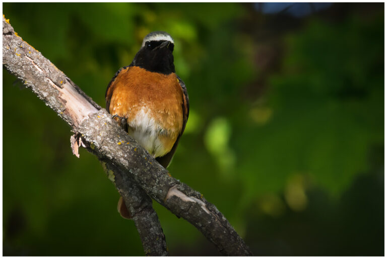 Rödstjärt - Common Redstart hanne rödstjärt i träd