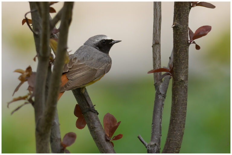 Rödstjärt - Common Redstart rödstjärt i ett träd