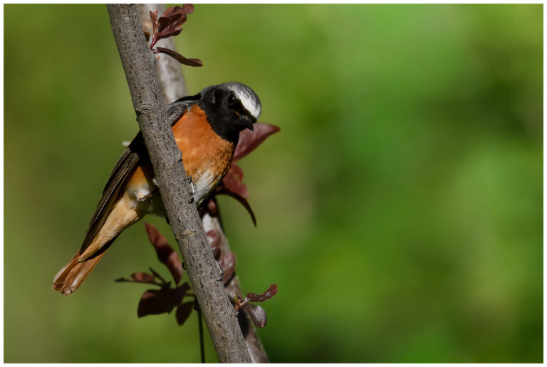 Rödstjärt - Common Redstart hane rödstjärt på stubbe