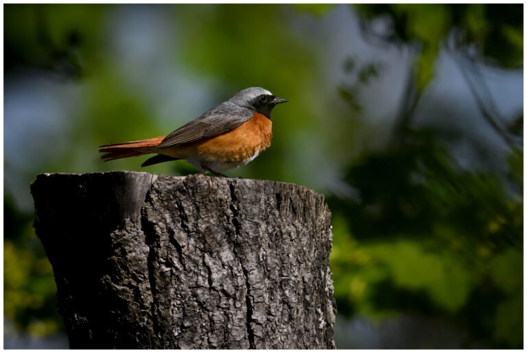 Rödstjärt - Common Redstart rödstjärt en hane