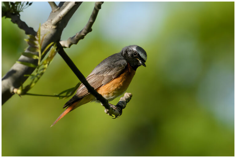 Rödstjärt - Common Redstart hane rödstjärt
