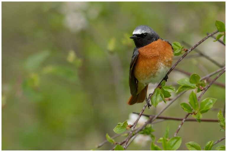Rödstjärt - Common Redstart rödstjärt en hane