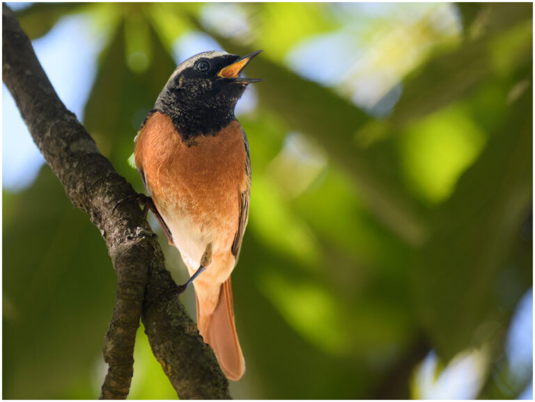 Rödstjärt - Common Redstart redstart - röfstjärt