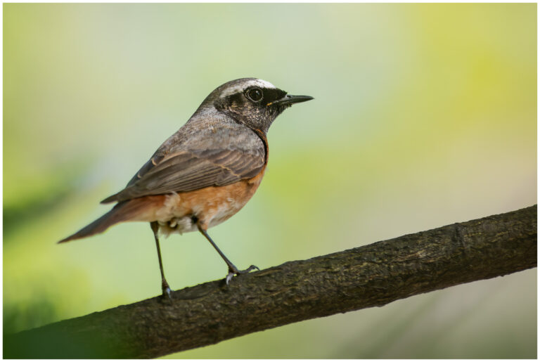 Rödstjärt - Common Redstart hane rödstjärt