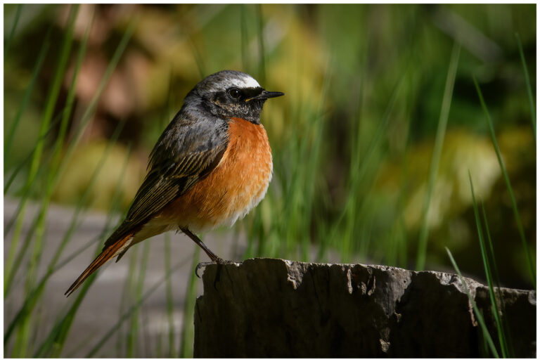 Rödstjärt - Common Redstart rödstjärt i profil