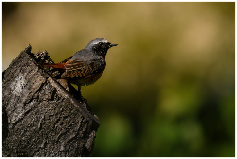 Rödstjärt - Common Redstart rödstjärt en hane