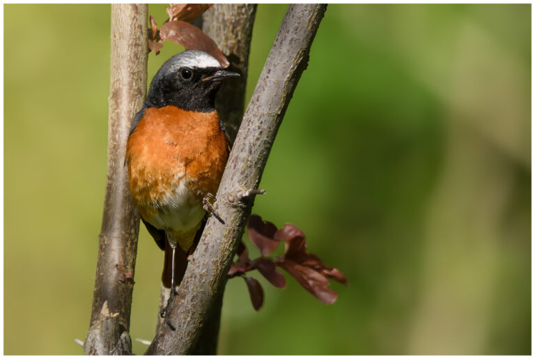 Rödstjärt - Common Redstart hanne rödstjärt