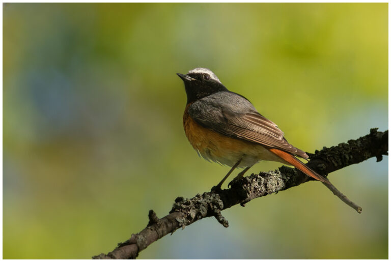 Rödstjärt - Common Redstart rödstjärt står på en gren