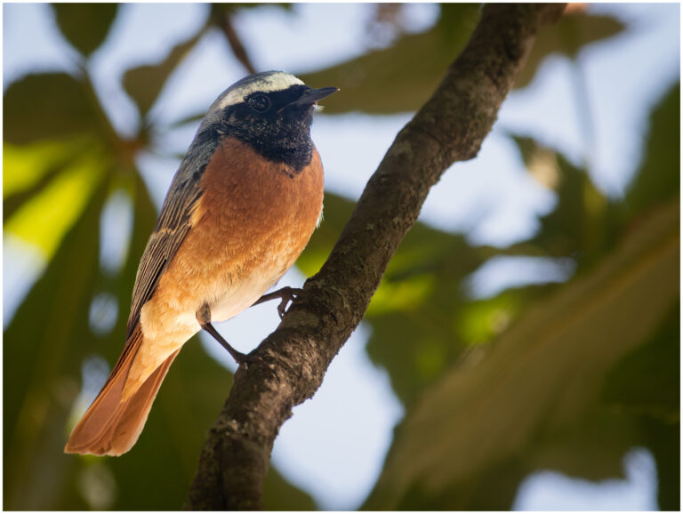Rödstjärt - Common Redstart rödstjärt