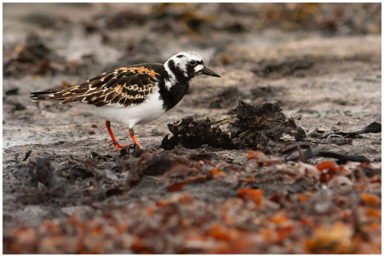 Roskarl - Ruddy Turnstone Roskarl - Arenaria interpres