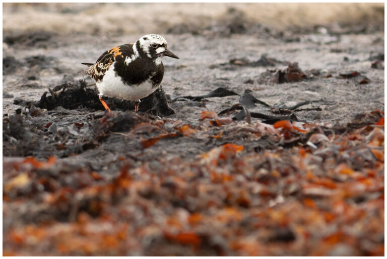 Roskarl - Ruddy Turnstone roskarl bland tång