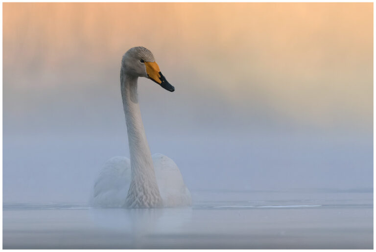 Sångsvan - Whooper Swan simmande sångsvan i morgondimma