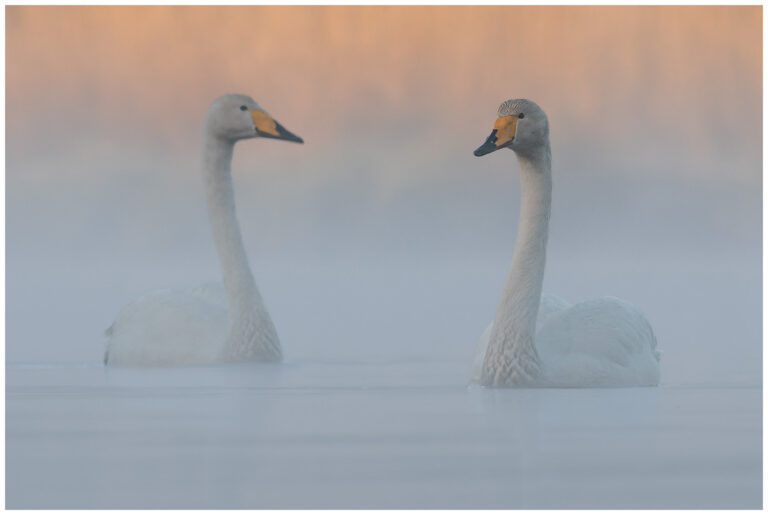 Sångsvan - Whooper Swan ett par sångsvanar