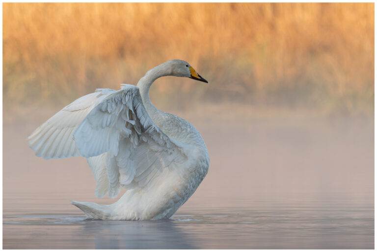 Sångsvan - Whooper Swan sångsvan tidig morgon