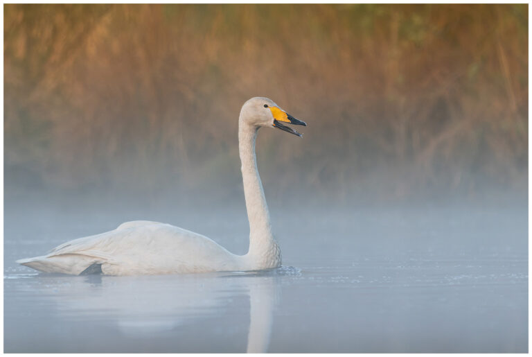 Sångsvan - Whooper Swan tutande sångsvan