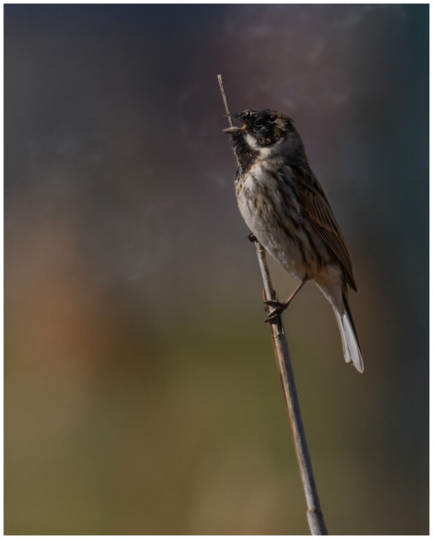 Sävsparv - Common Reed Bunting sävsparv hane