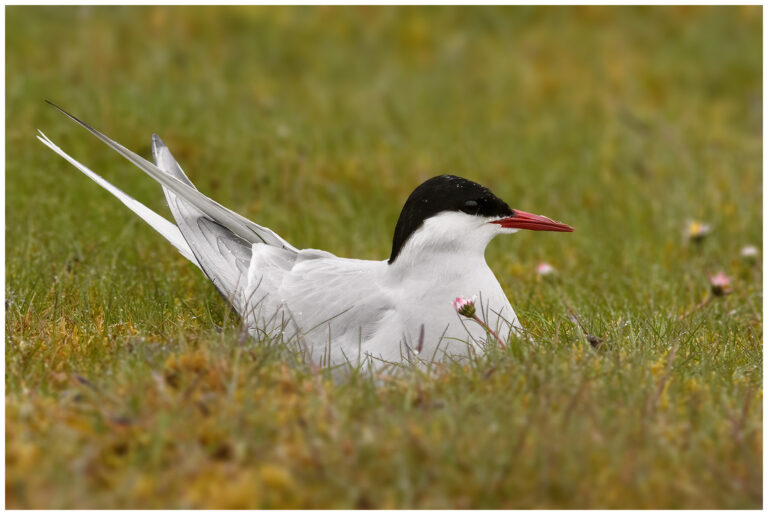 Fågelfotografering på Öland fågelfoto öland