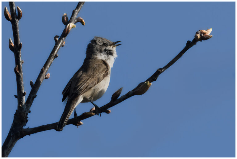 Ärtsångare - Lesser Whitethroat ärtsångare sjunger
