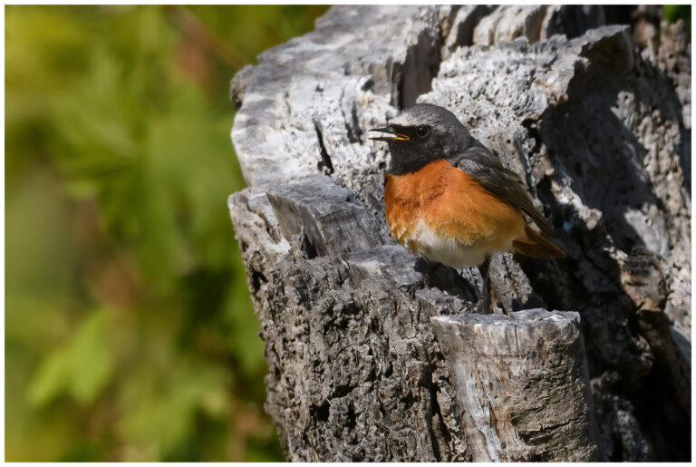 Rödstjärt - Common Redstart sjungande rödarstjärt