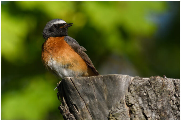 Rödstjärt - Common Redstart sjungande rödstjärt