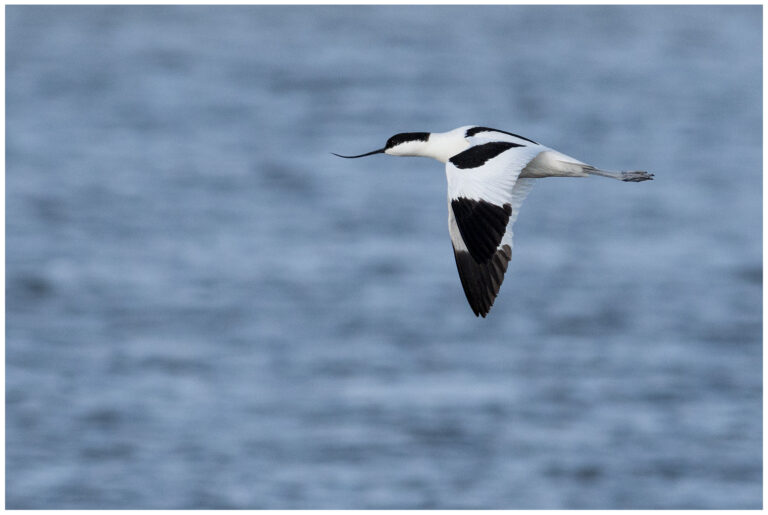 Skärfläcka - Pied Avocet skärfläcka