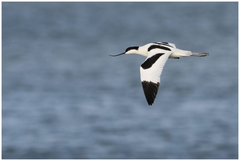Skärfläcka - Pied Avocet skärfläcka