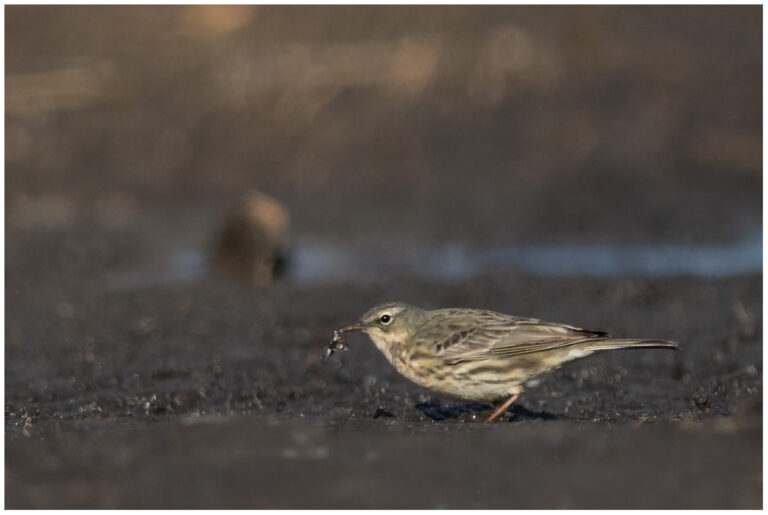 Skärpiplärka - European Rock Pipit skärpiplärka