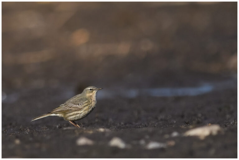 Skärpiplärka - European Rock Pipit skärpiplärka