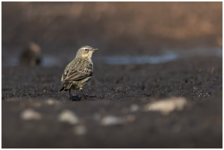 Skärpiplärka - European Rock Pipit skärpiplärka