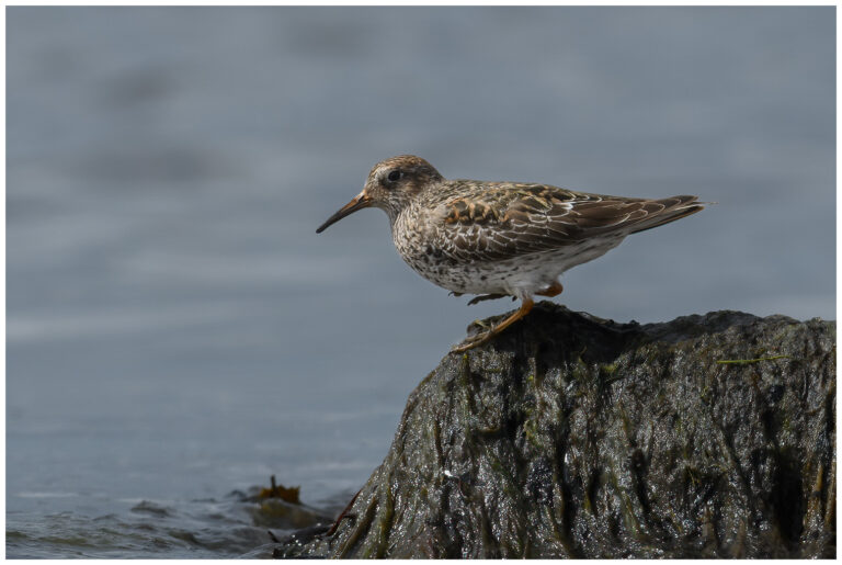 Skärsnäppa - Purple Sandpiper skärsnäppa