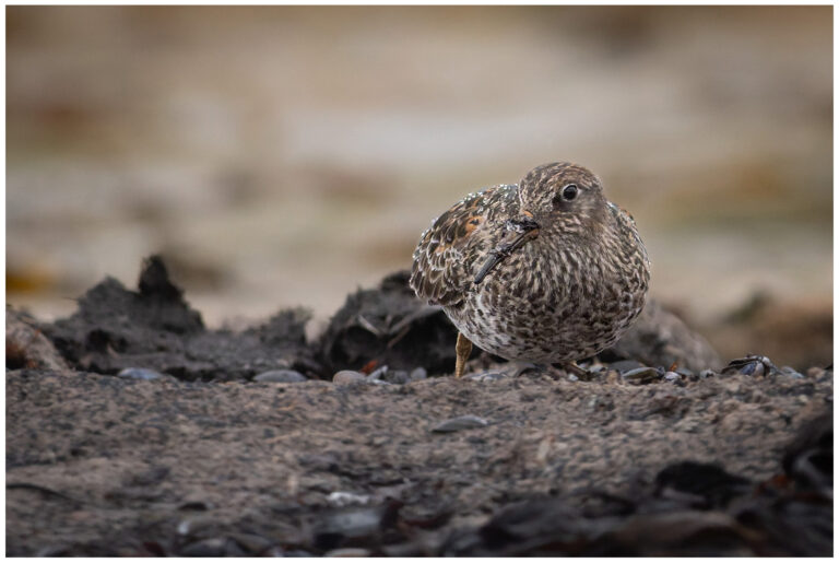 Skärsnäppa - Purple Sandpiper skärsnäppa