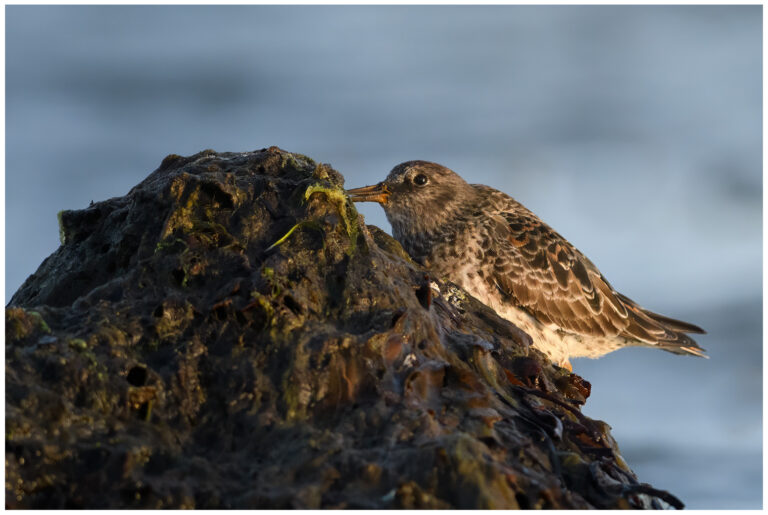 Skärsnäppa - Purple Sandpiper skärsnäppa letar mat