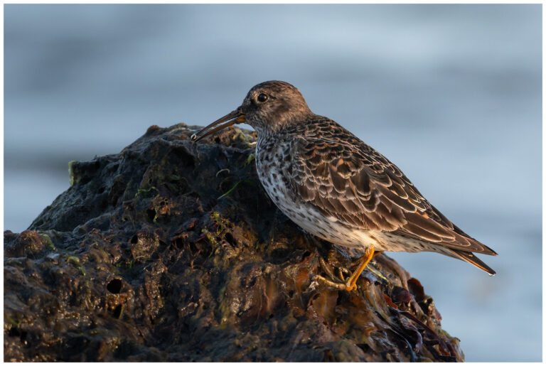 Skärsnäppa - Purple Sandpiper skärsnäpa på udden södra Öland