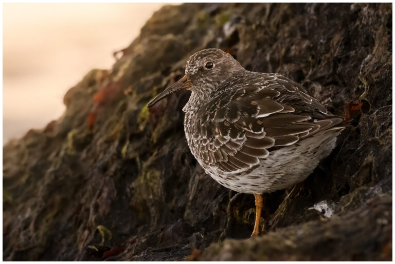 Skärsnäppa - Purple Sandpiper skärsnäppa på en liten klippa