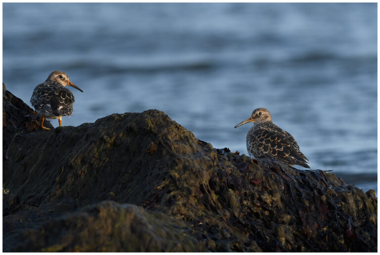 Skärsnäppa - Purple Sandpiper två skärnäppor