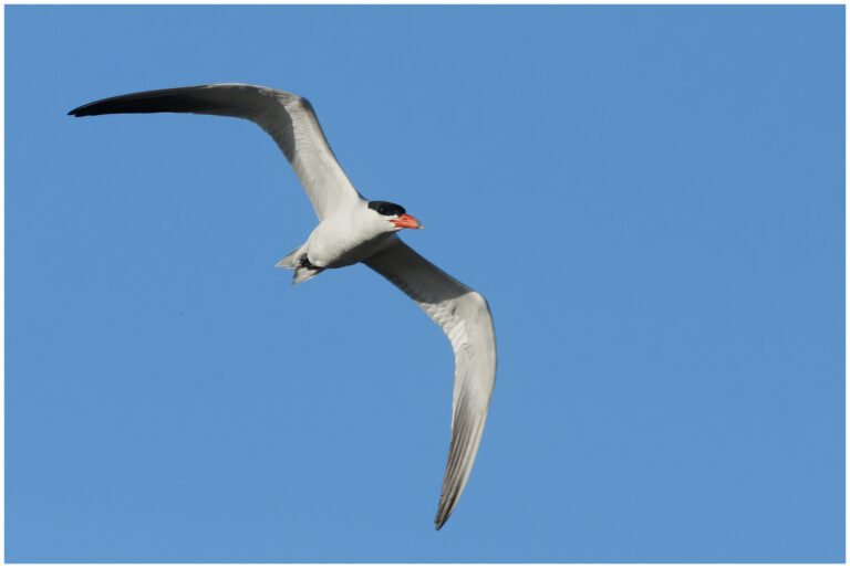 Skräntärna - Caspian Tern Skräntärna - Hydroprogne caspia