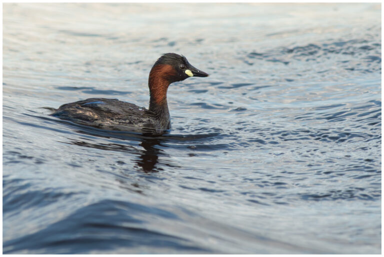 Smådopping - Little Grebe smådopping