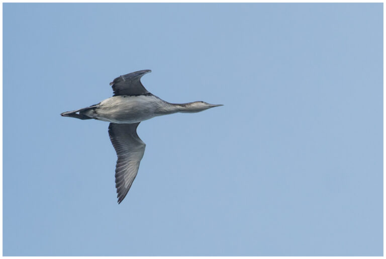 Fågelfotografering på Öland fågelfoto på öland